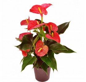 Anthurium Barcelona