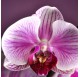 PHALAENOPSIS LILA